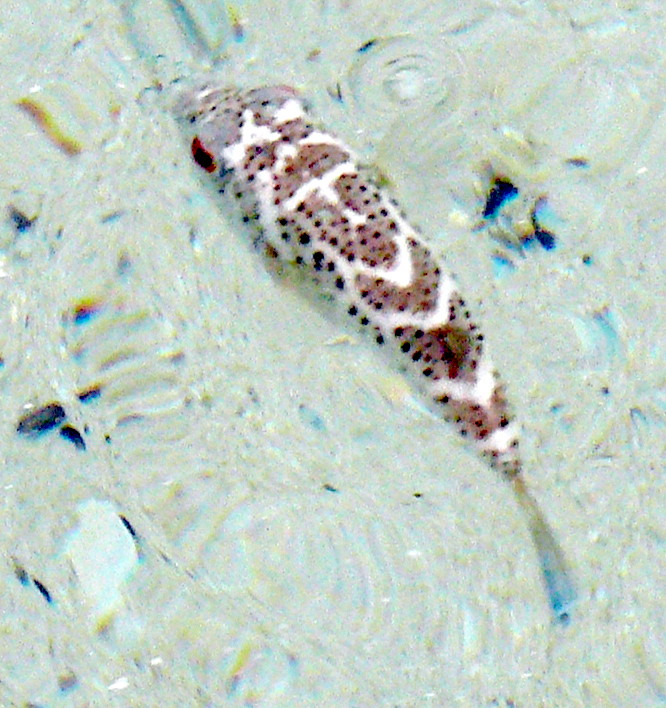 Tamborín, Sphoeroides annulatus