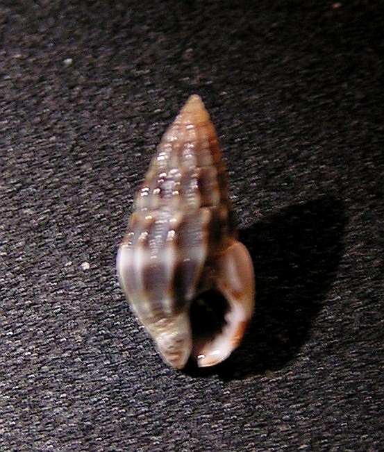 Nassarius wilsoni