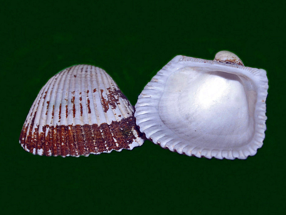 Concha pata de burro, Larkinia grandis