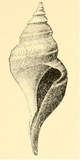 Aforia goodei