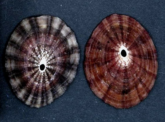 Fissurella peruviana