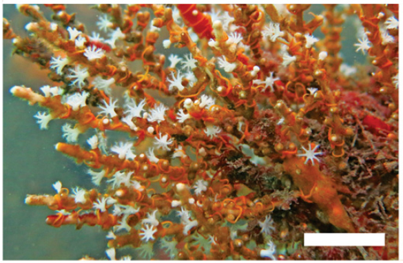 Carijoa riisei