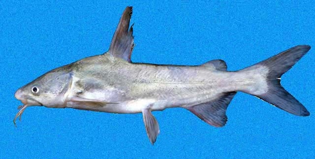 Bagre besudo, Cathorops tuyra
