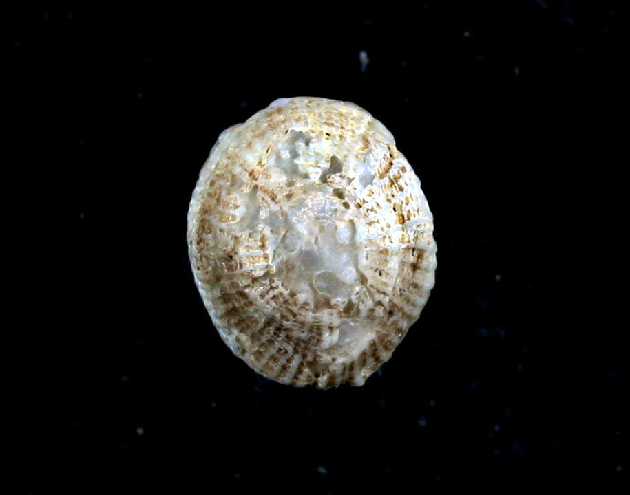 Trimusculus reticulatus