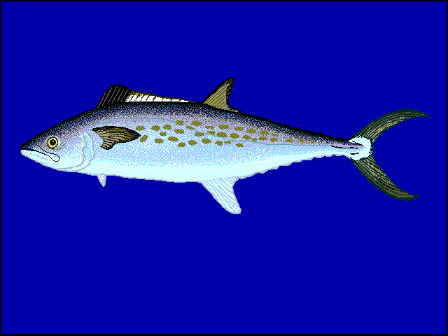 Verle, Scomberomorus sierra