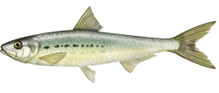 Sardina, Sardinops sagax