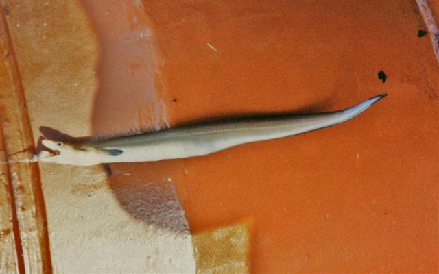 Congrio espantoso, Cynoponticus coniceps