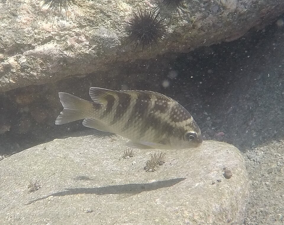 Tono, Abudefduf concolor