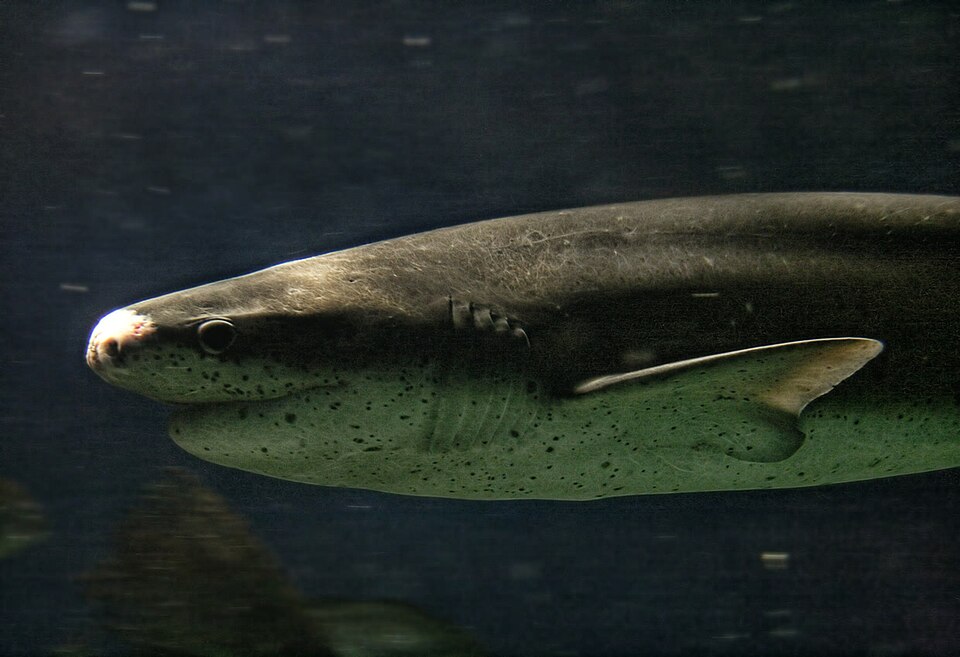 Gatita, Notorynchus cepedianus