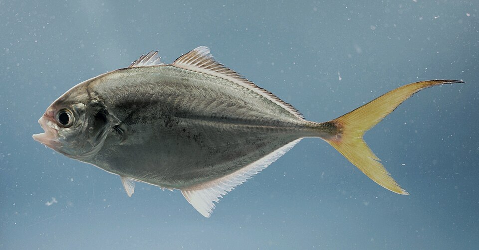 Jurelito chato, Hemicaranx amblyrhynchus