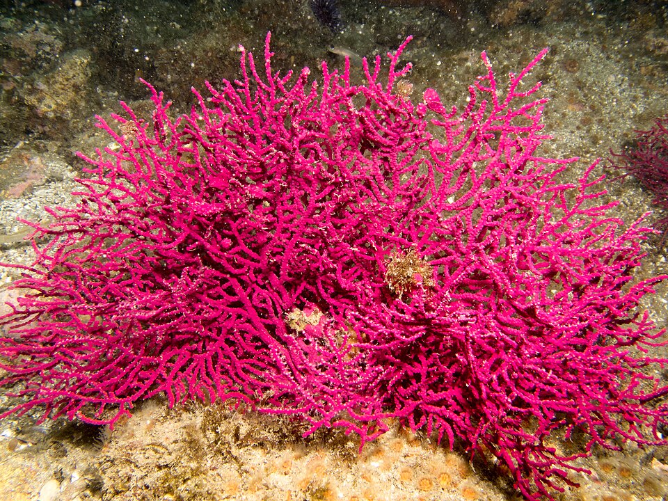 Eugorgia rubens