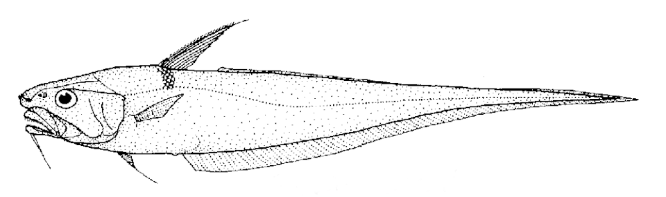 Coryphaenoides rudis