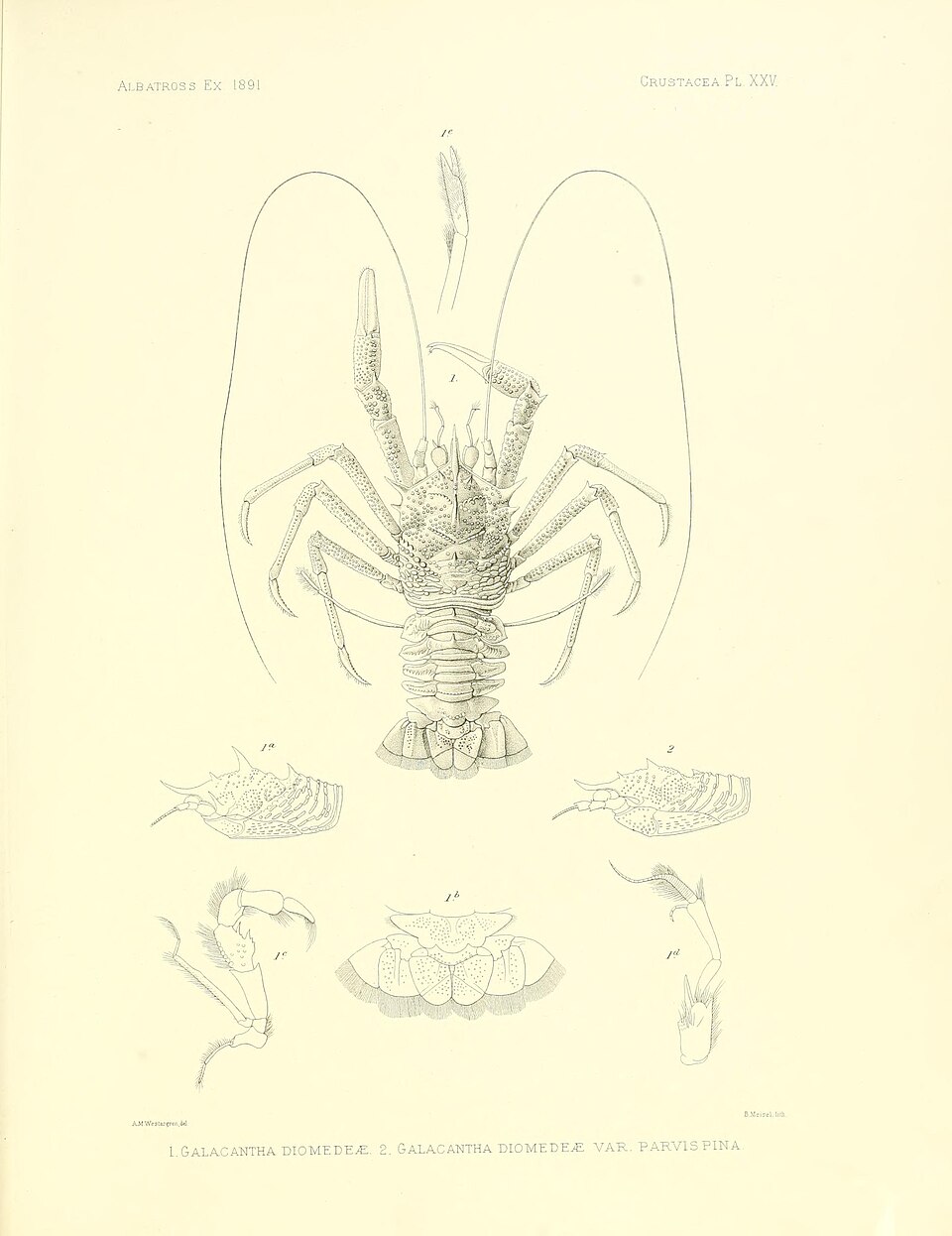 Galacantha diomedeae