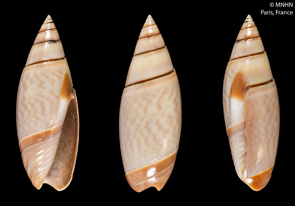 Olivella volutella