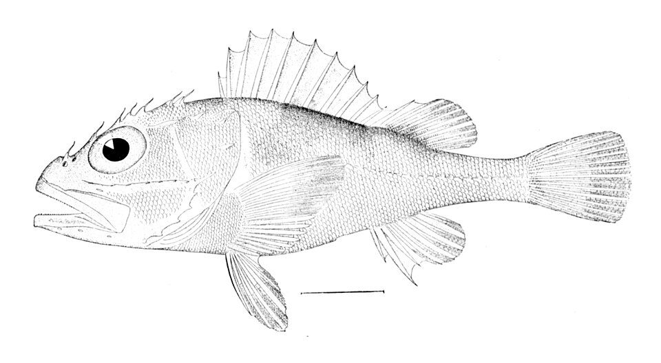 Trachyscorpia cristulata