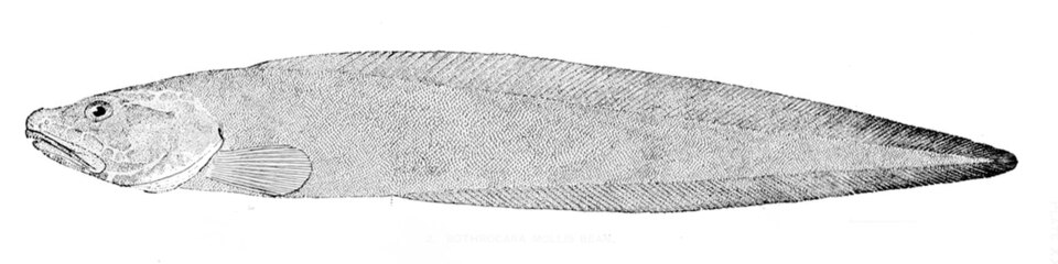 Bothrocara molle