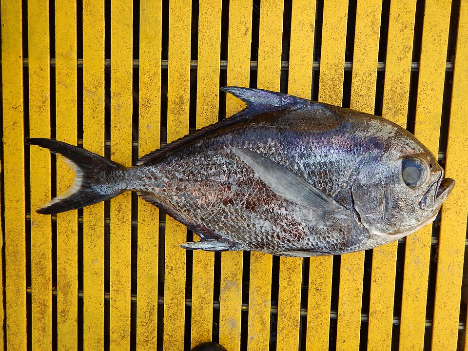 Tristón segador, Taractichthys steindachneri