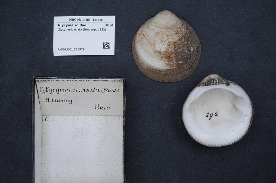 Glycymeris ovata