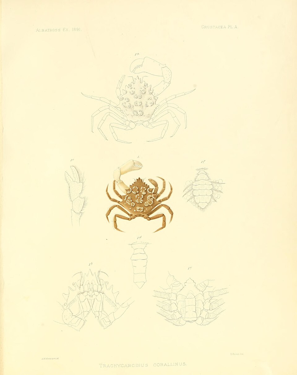 Trichopeltarion corallinum