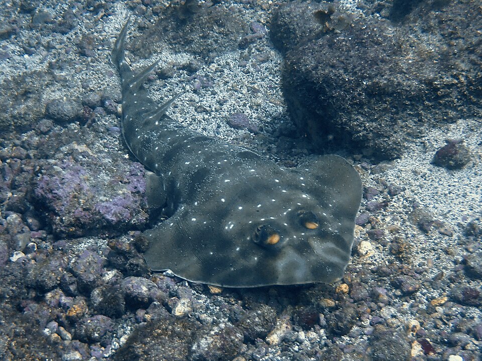 Pseudobatos prahli