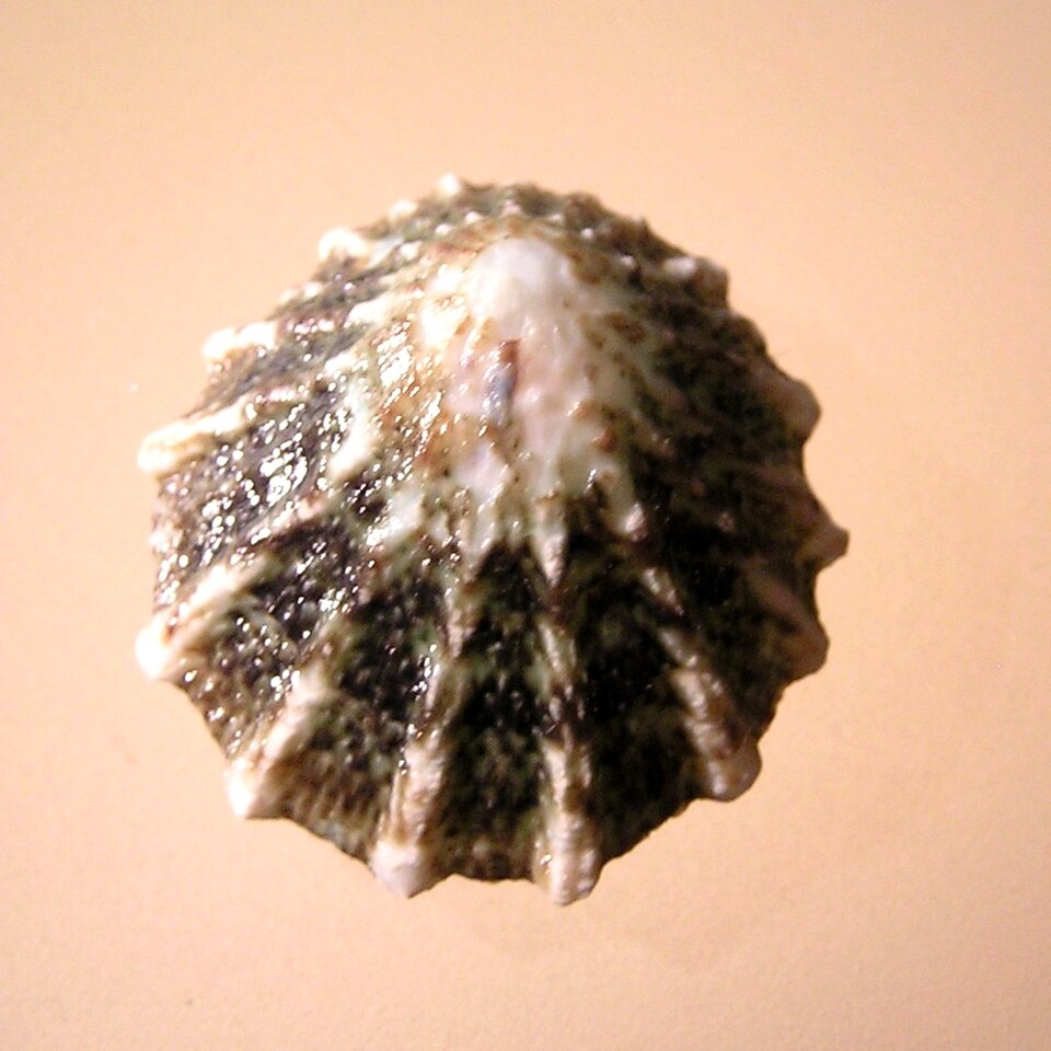 Scurria ceciliana