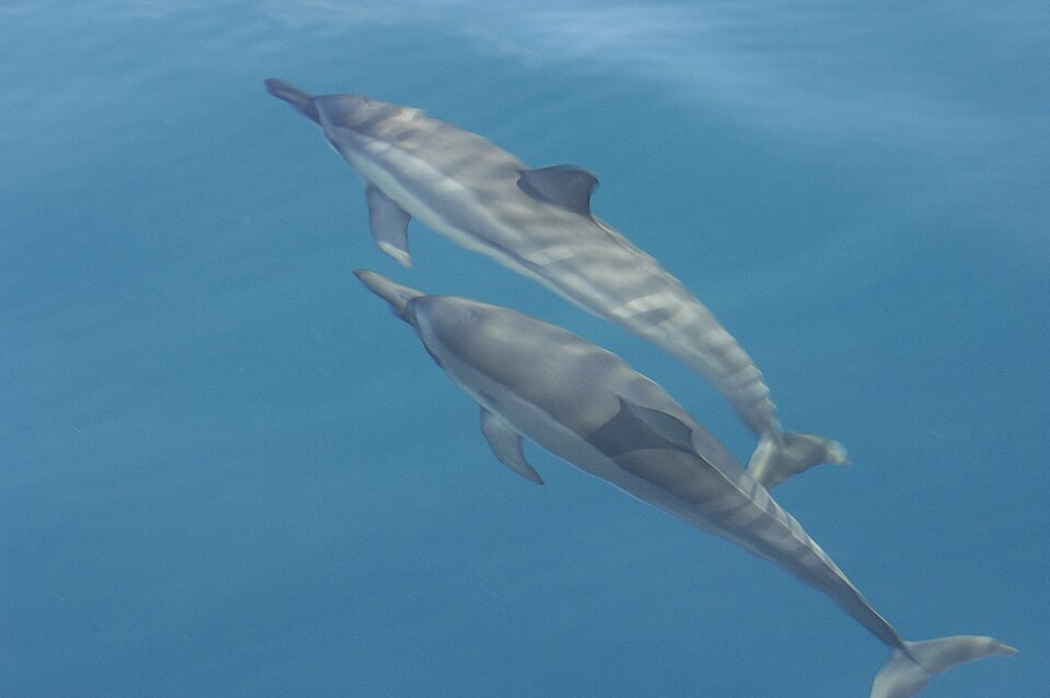 Delfín tornillo, Stenella longirostris