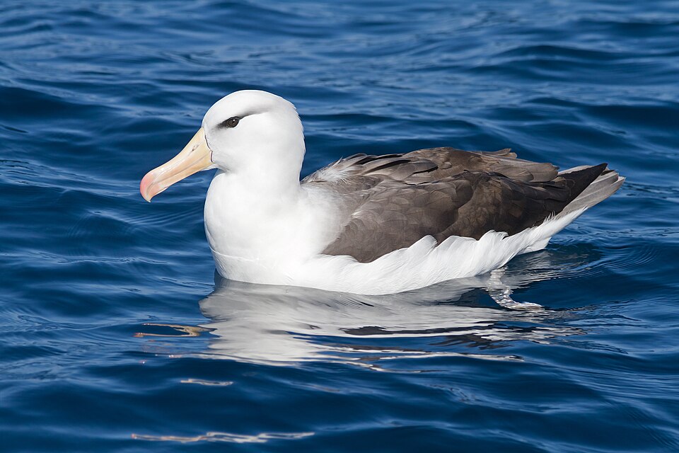 Albatros de ceja negra, Thalassarche melanophris