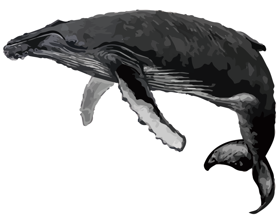 Ballena jorobada, Megaptera novaeangliae