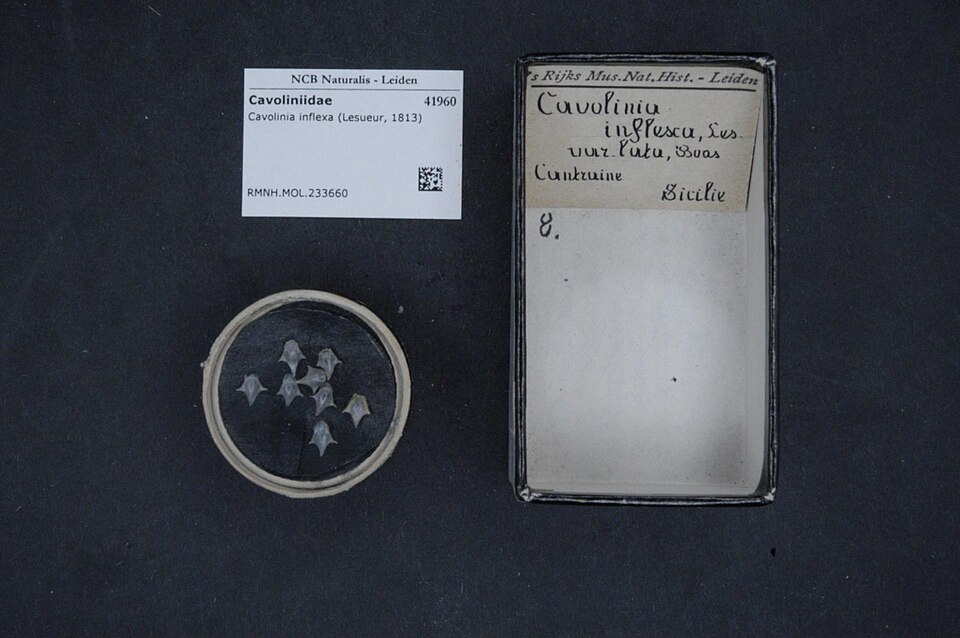 Cavolinia inflexa