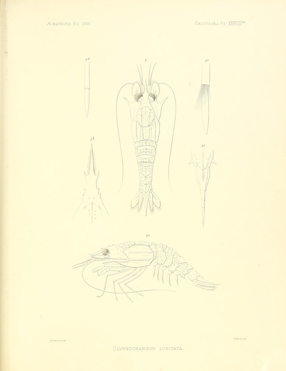 Glyphocrangon loricata