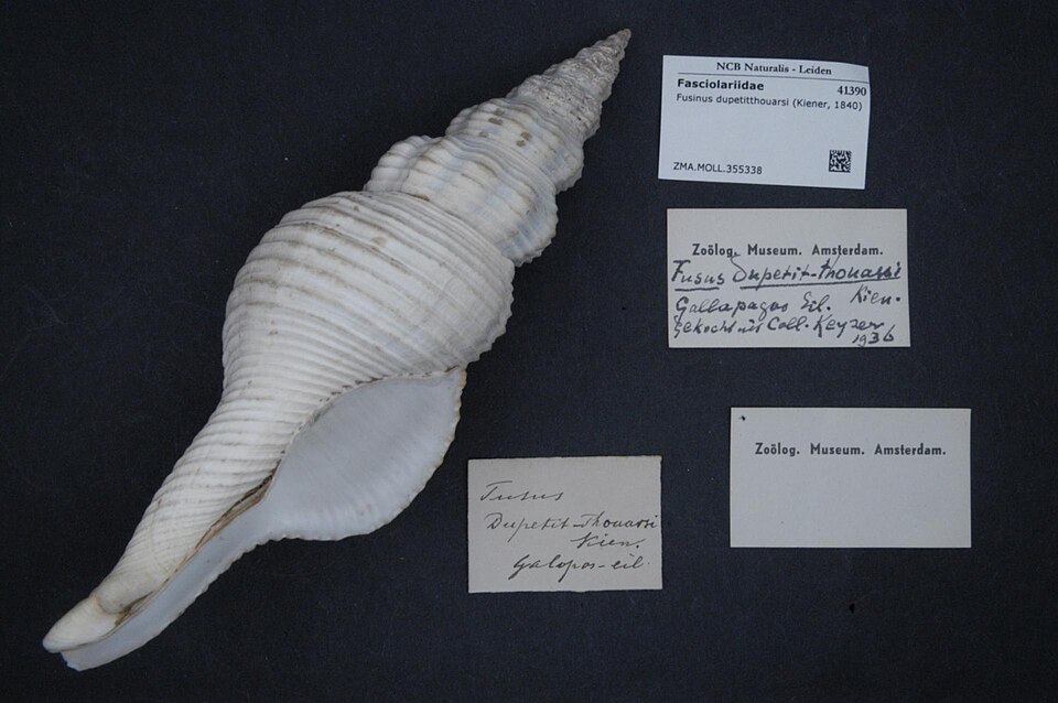 Goniofusus dupetitthouarsi
