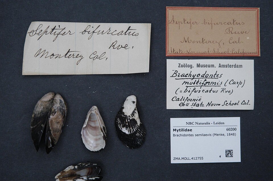 Brachidontes semilaevis
