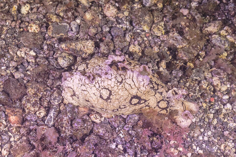 Aplysia dactylomela