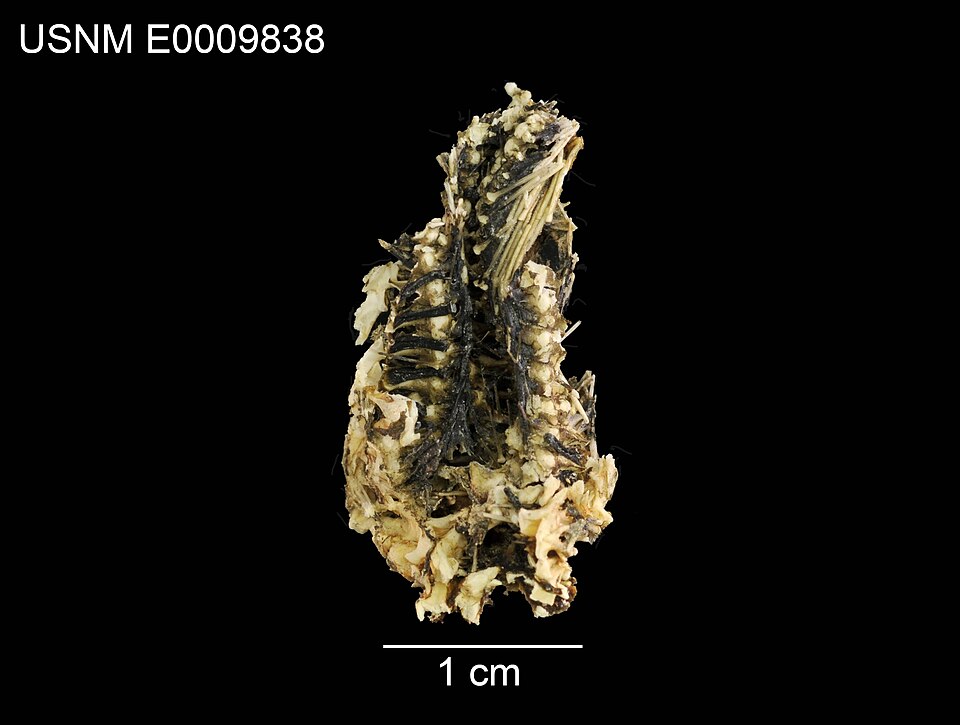 Hymenaster cremnodes