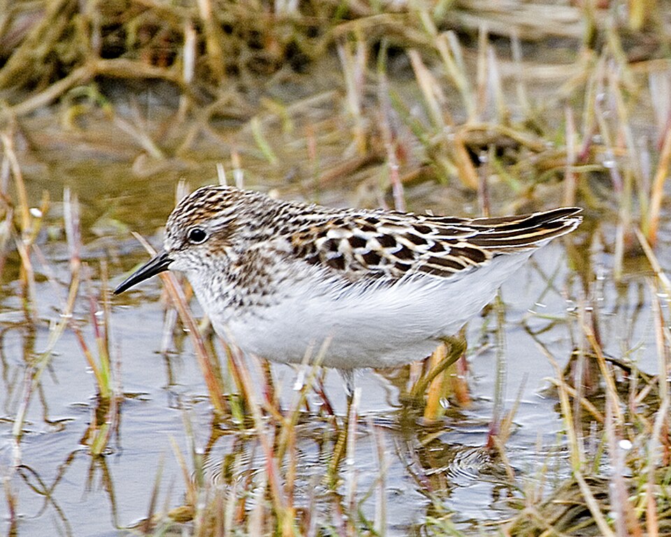 Playerito menudo, Calidris minutilla
