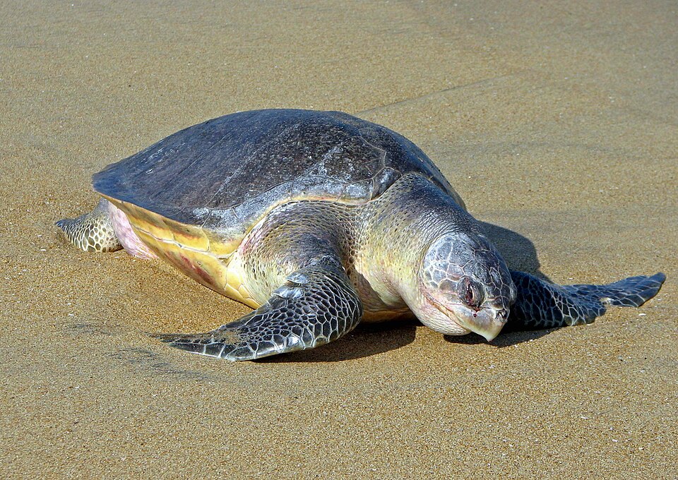 Tortuga golfina, Lepidochelys olivacea