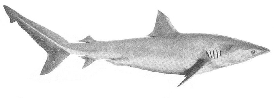 Cazón, Carcharhinus brachyurus