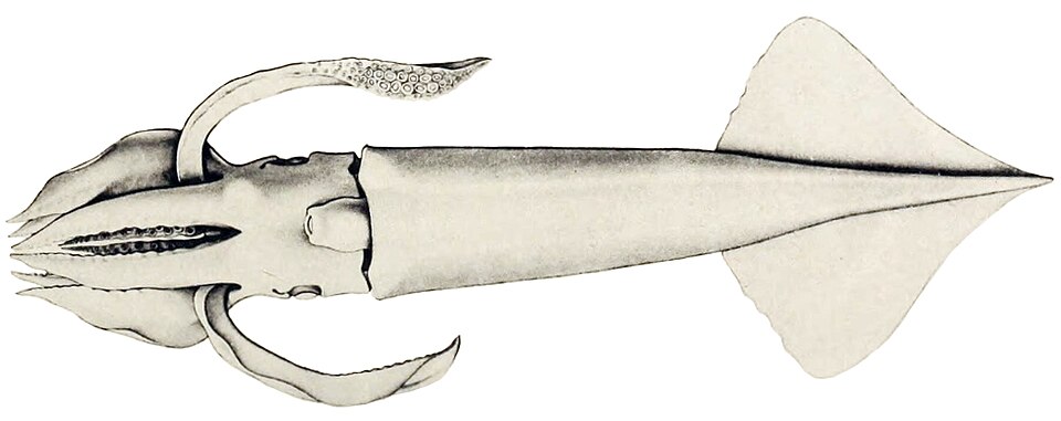Eucleoteuthis luminosa