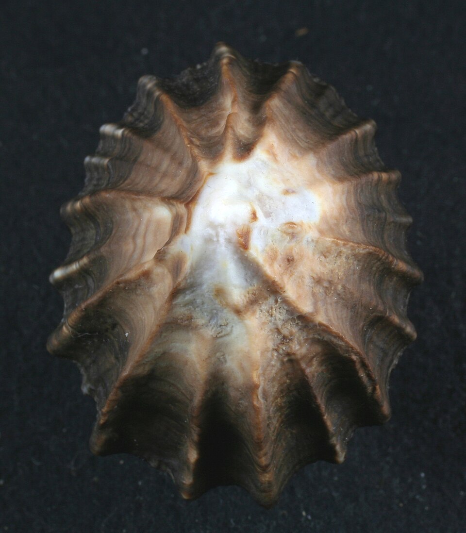 Siphonaria gigas