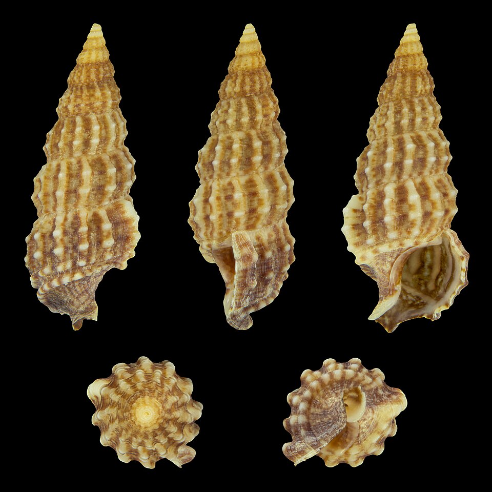 Cerithium muscarum