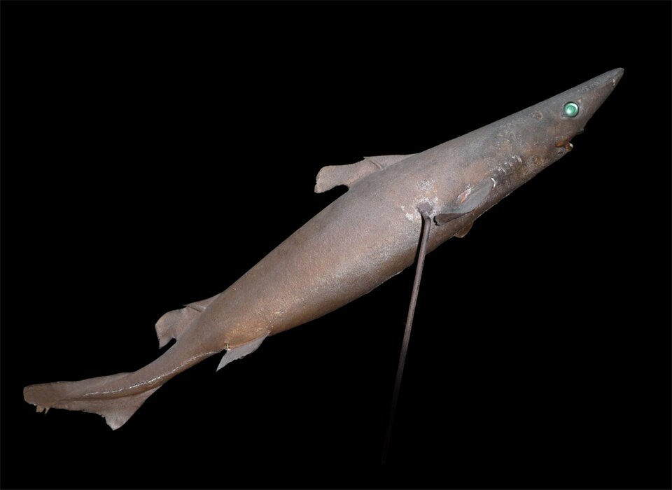 Sapata negra, Centroselachus crepidater
