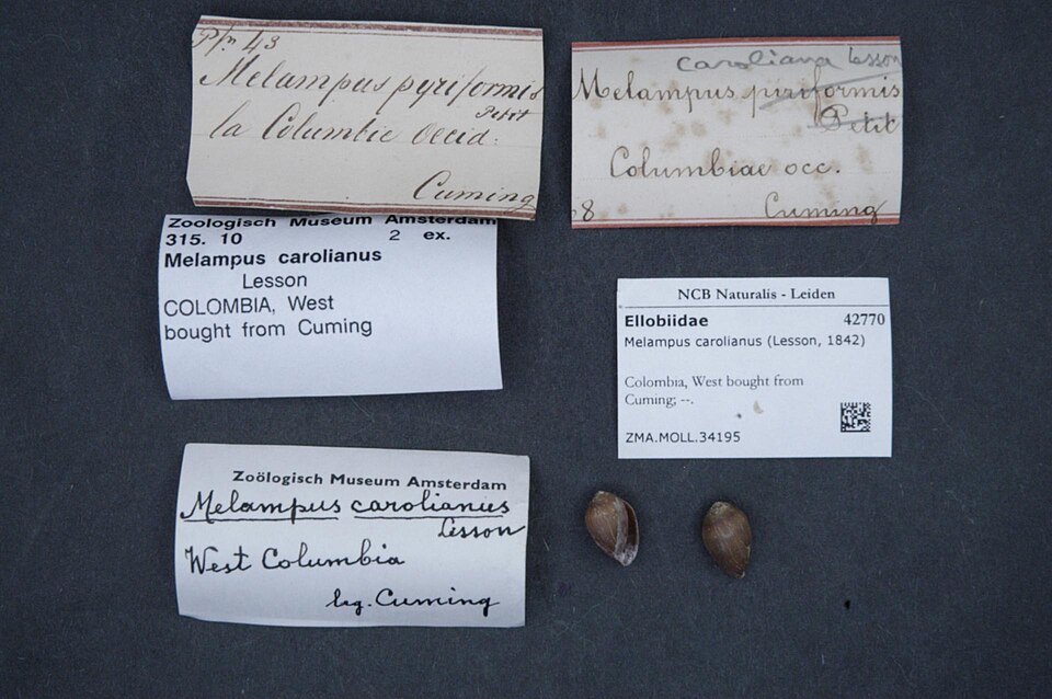 Melampus carolianus