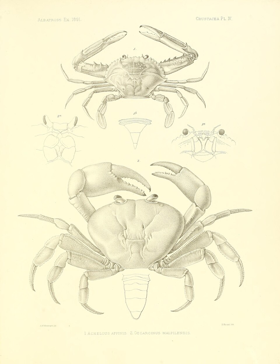 Achelous affinis