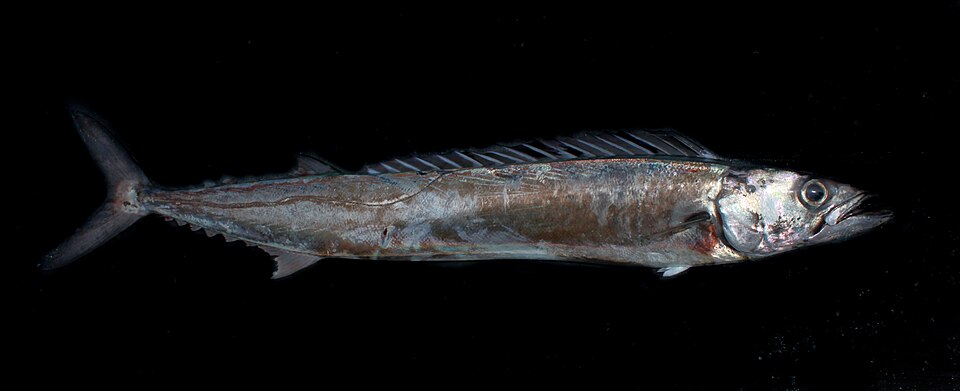 Thyrsites atun
