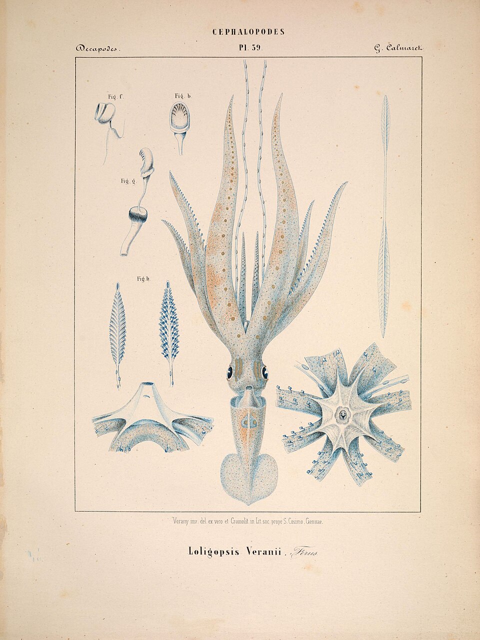 Chiroteuthis veranii