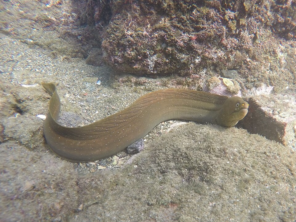 Morena pecosa, Echidna nocturna