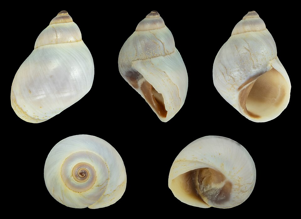 Echinolittorina modesta