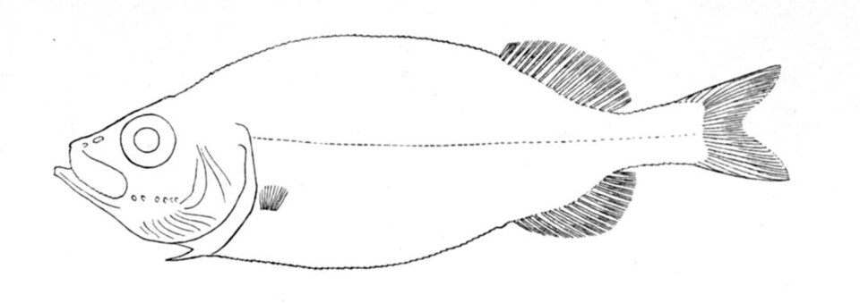 Platytroctes apus