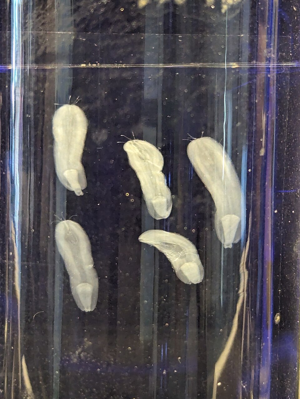 Tentacularia coryphaenae