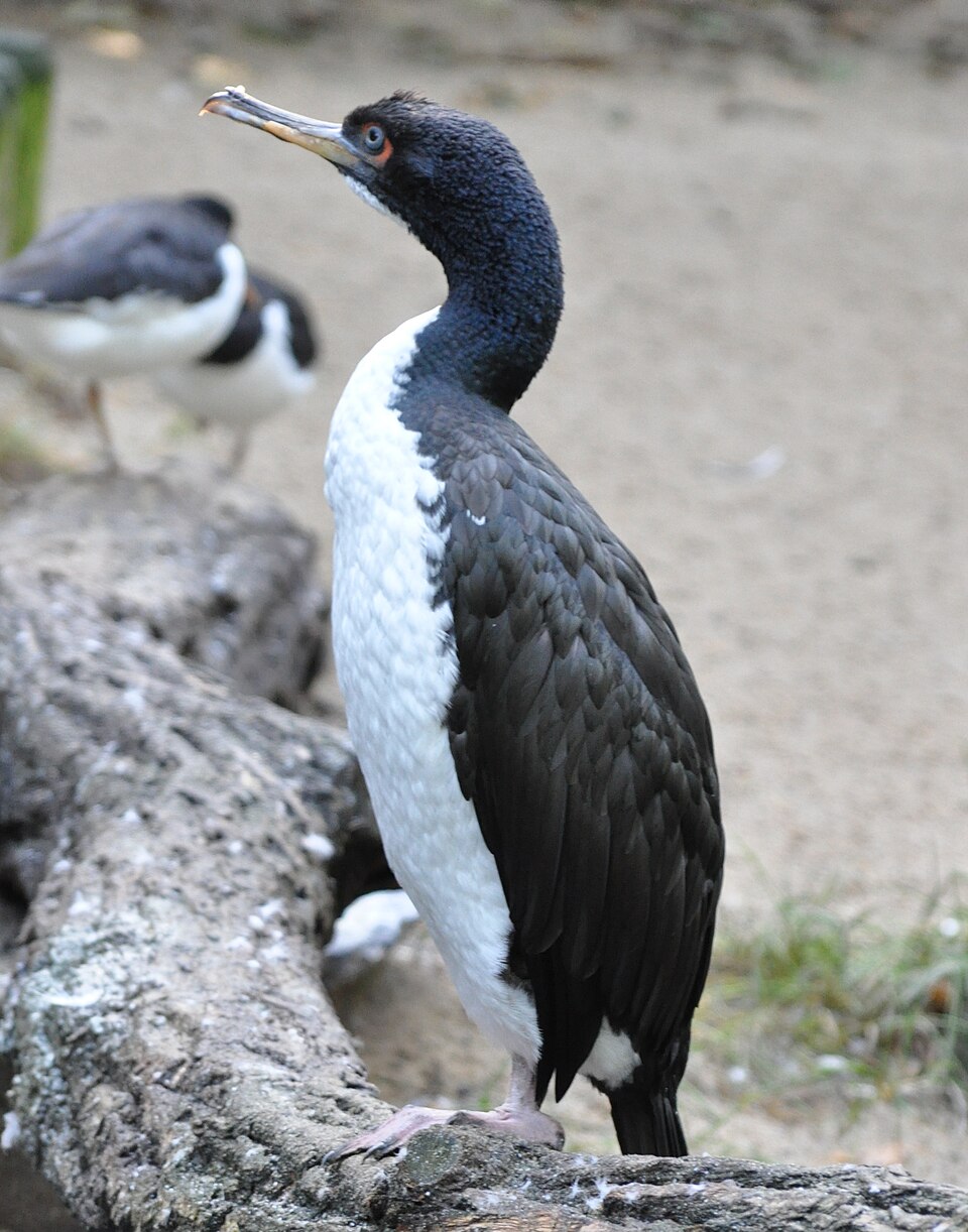 Guanay, Phalacrocorax bougainvillii